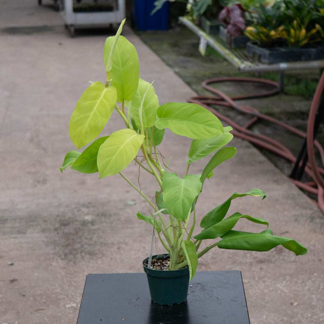 Gabriella Plants Philodendron 4" Philodendron &