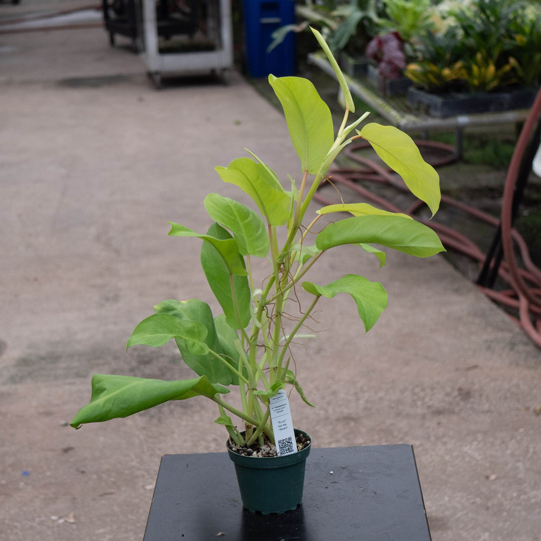 Gabriella Plants Philodendron 4" Philodendron &