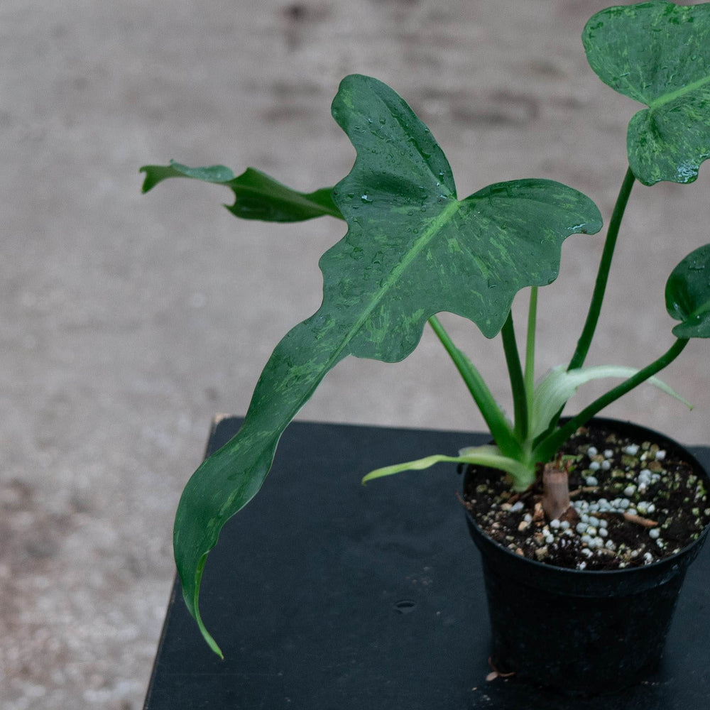 Gabriella Plants Philodendron 4" Philodendron 'Lime Fiddle'