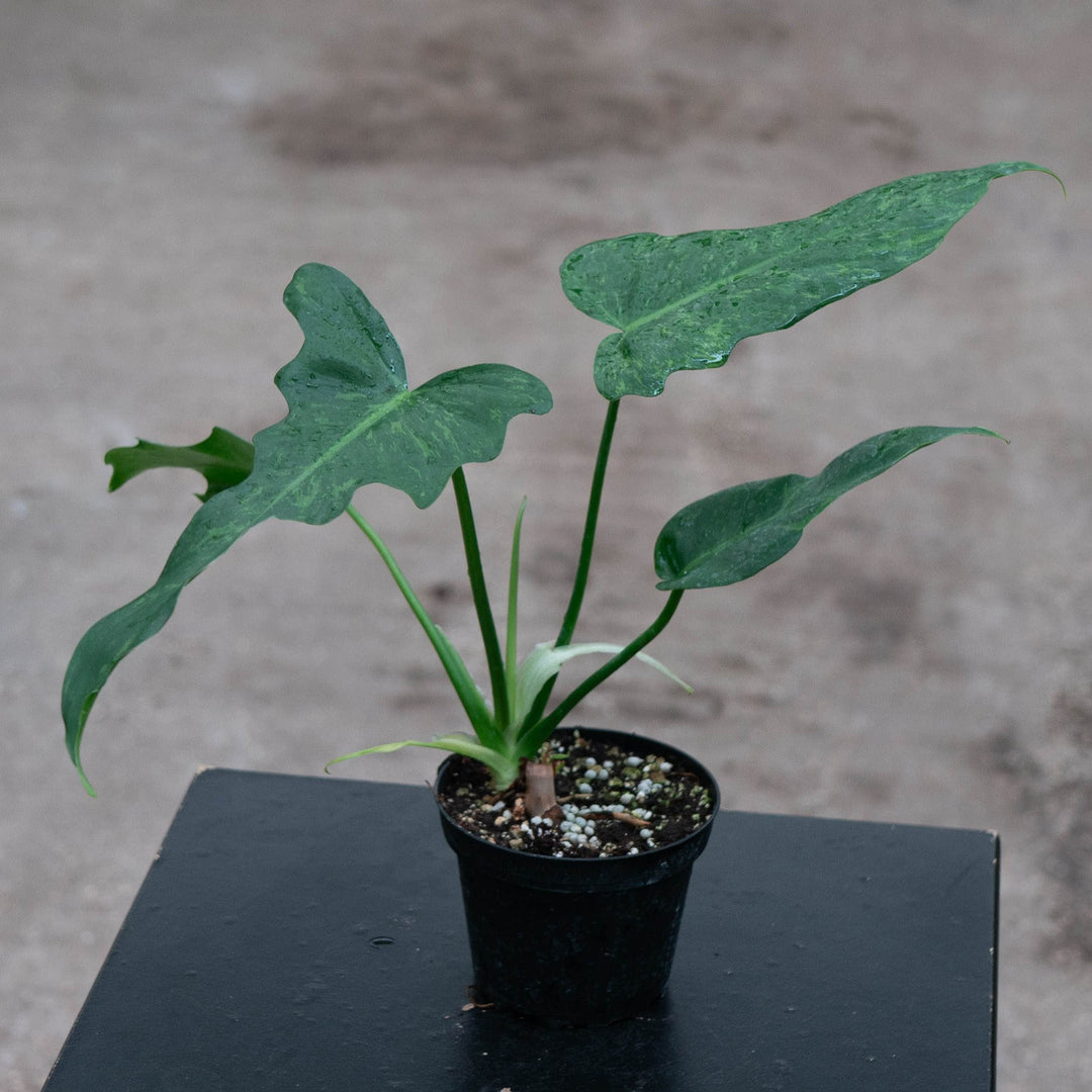 Gabriella Plants Philodendron 4" Philodendron 'Lime Fiddle'