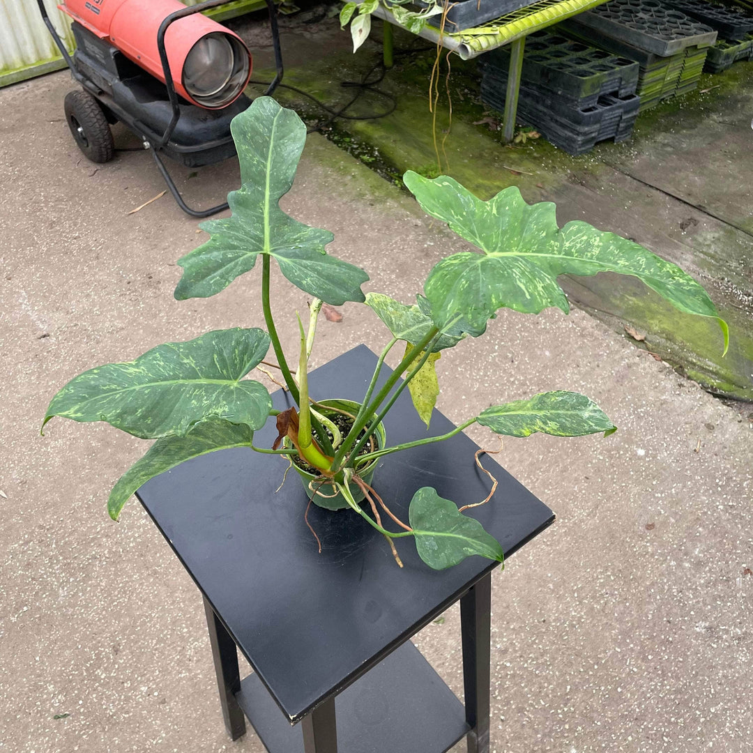 alameda flea market philodendron Philodendron 'Lime Fiddle'