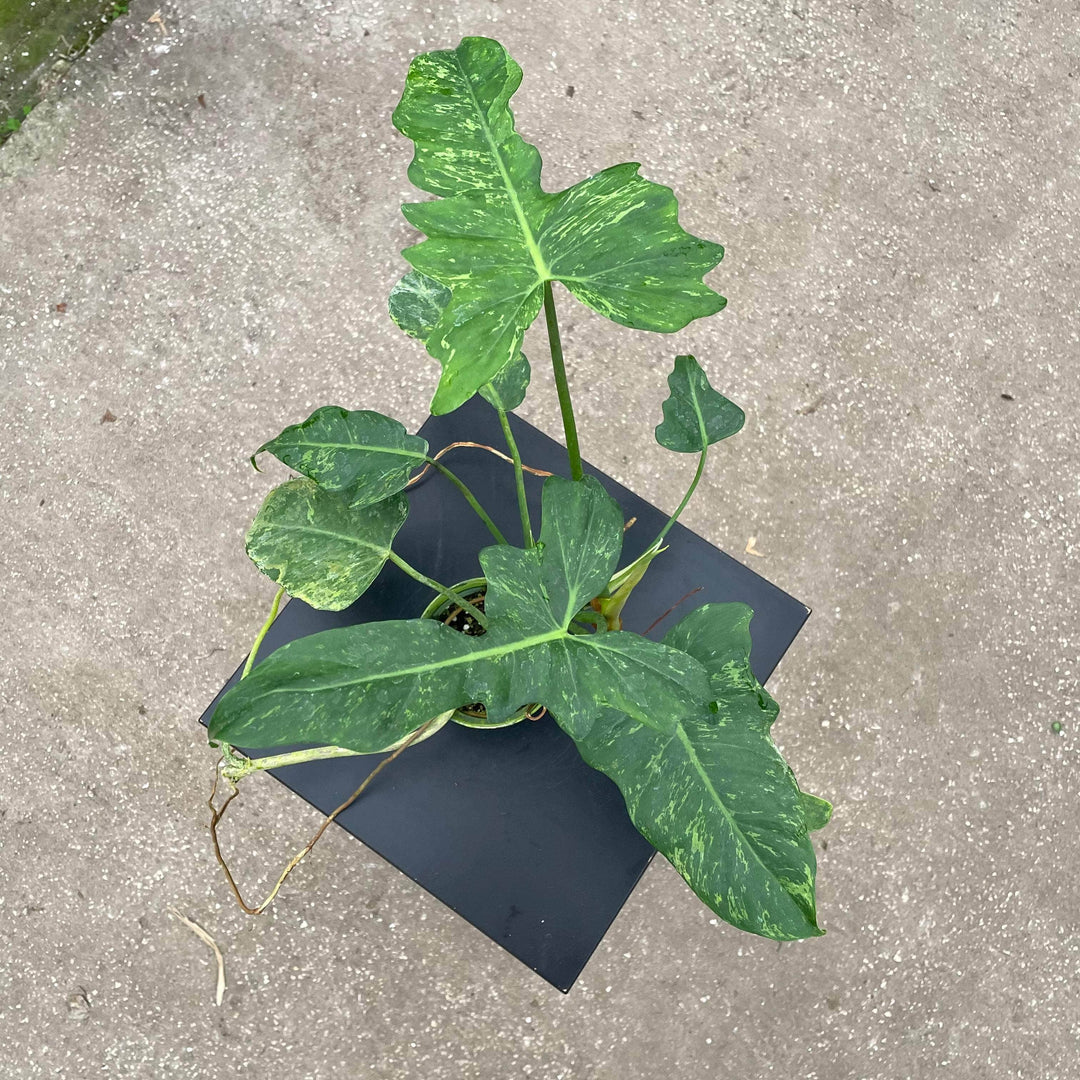 fiddleleaf philodendron Philodendron 'Lime Fiddle'