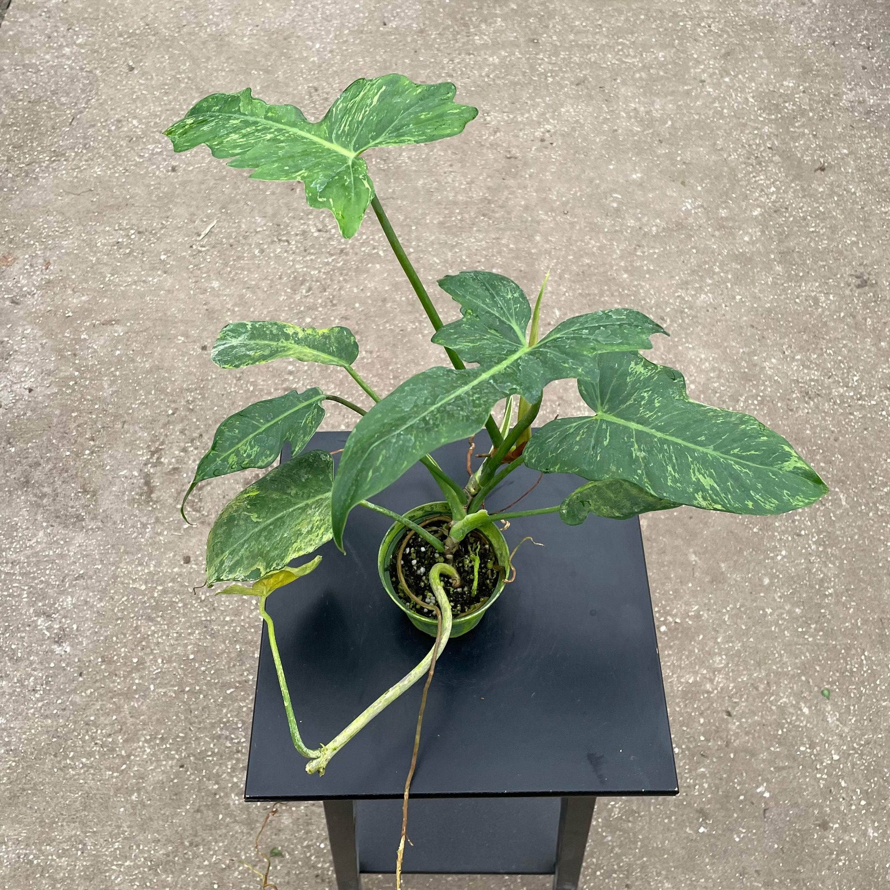 fiddle leaf philodendron for sale Philodendron 'Lime Fiddle'