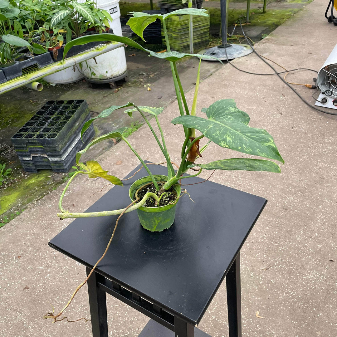 fiddle leaf philodendron for sale Philodendron 'Lime Fiddle'