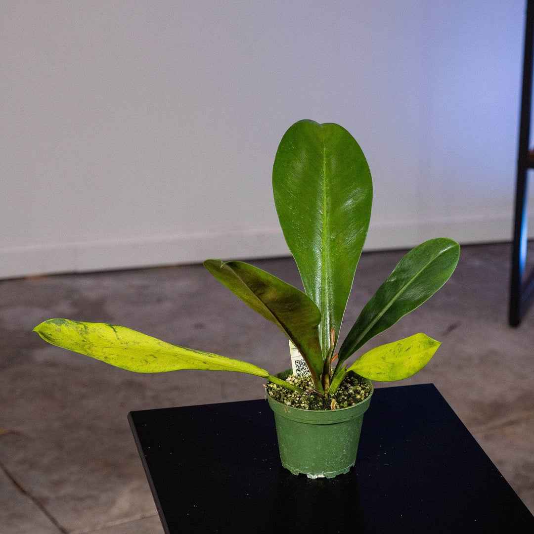 philodendron kathaleen Philodendron linnaei