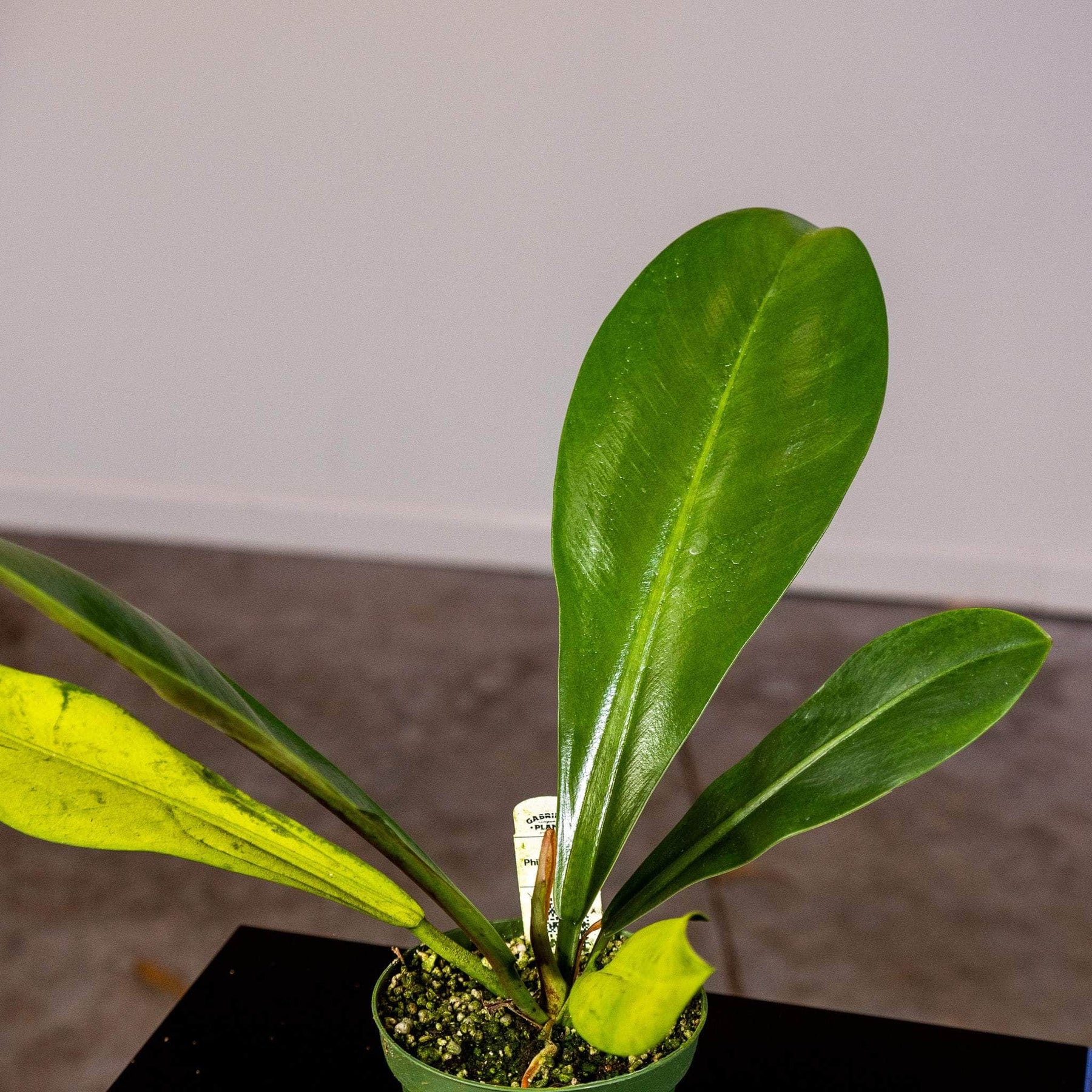 linnaei philodendron Philodendron linnaei