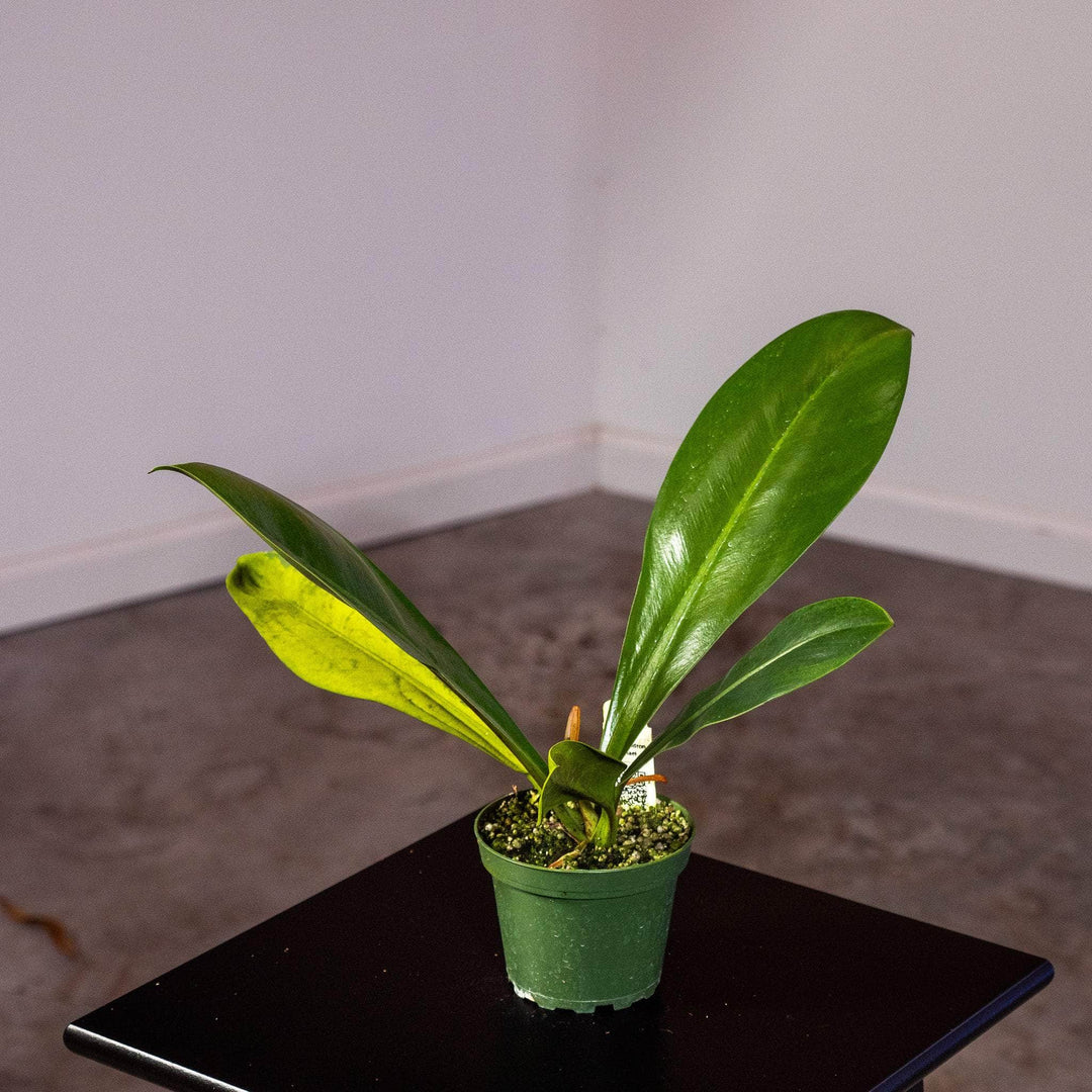 philodendron linnaei for sale Philodendron linnaei