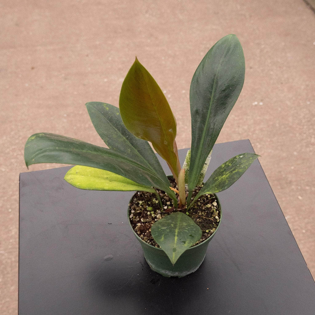 philodendron linnaei price Philodendron linnaei