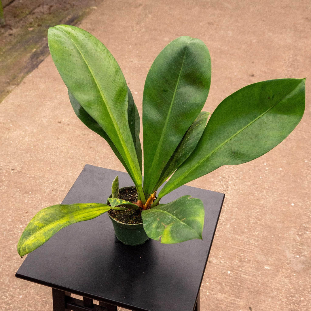 Philodendron linnaei - Gabriella Plants