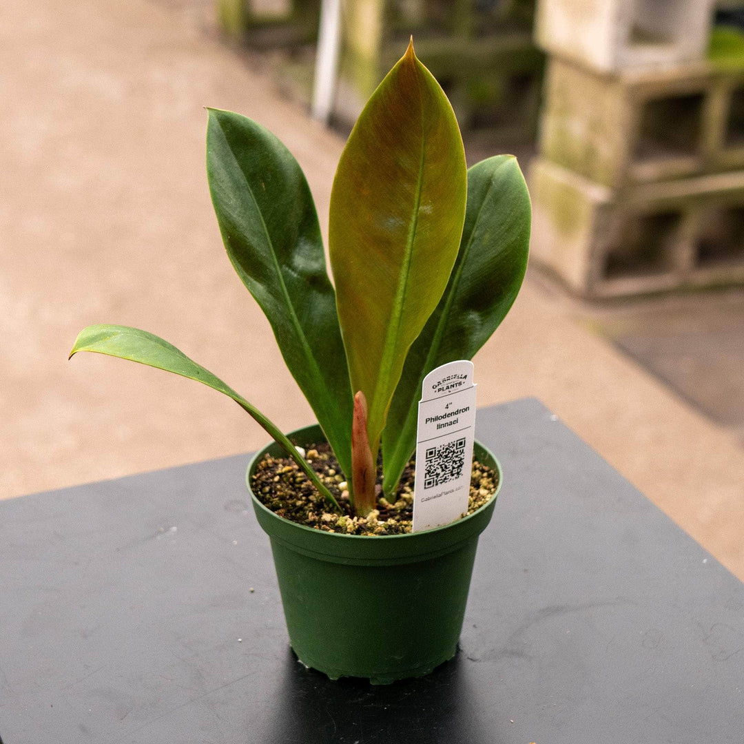 Philodendron linnaei - Gabriella Plants