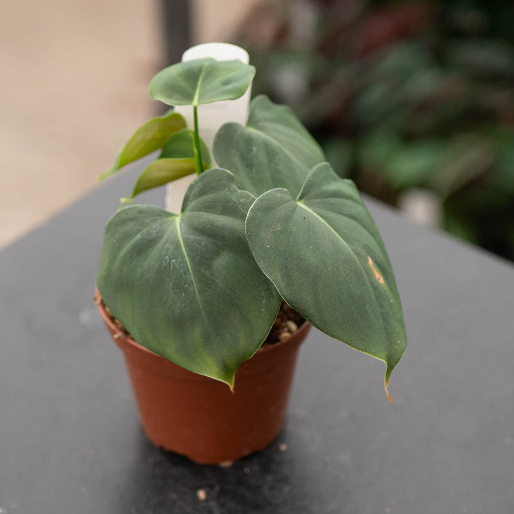 image of philodendron Philodendron lupinum