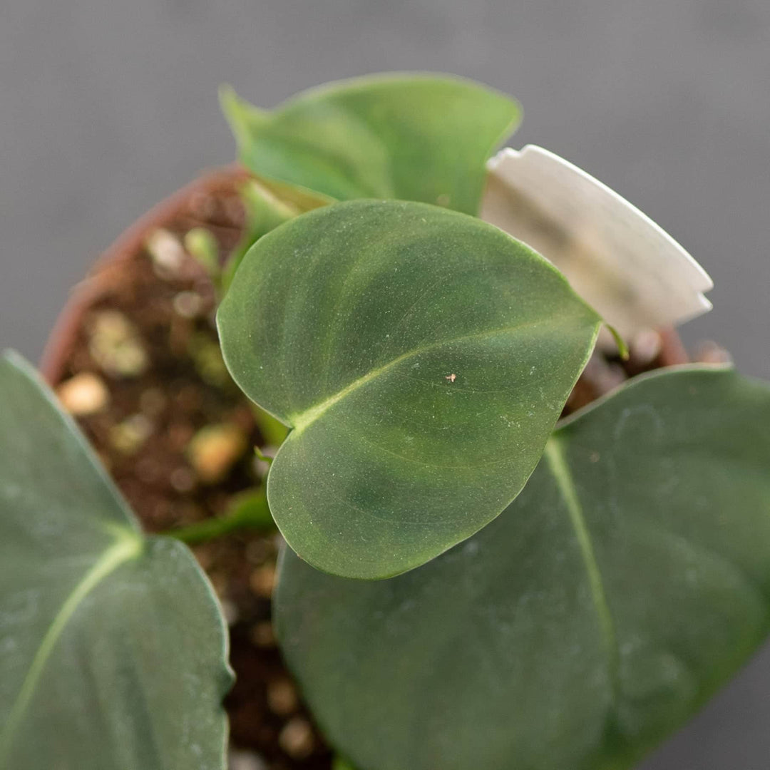philodendron lupinum care Philodendron lupinum