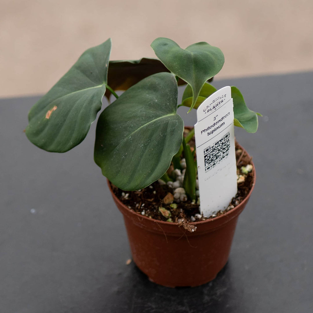 philodendron lupinum care Philodendron lupinum