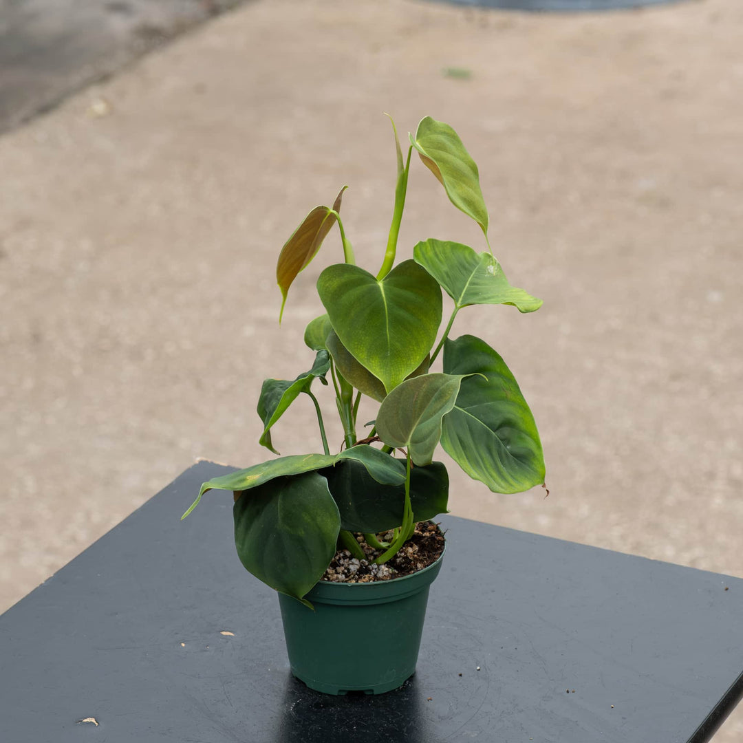 Gabriella Plants Philodendron 3" Philodendron lupinum