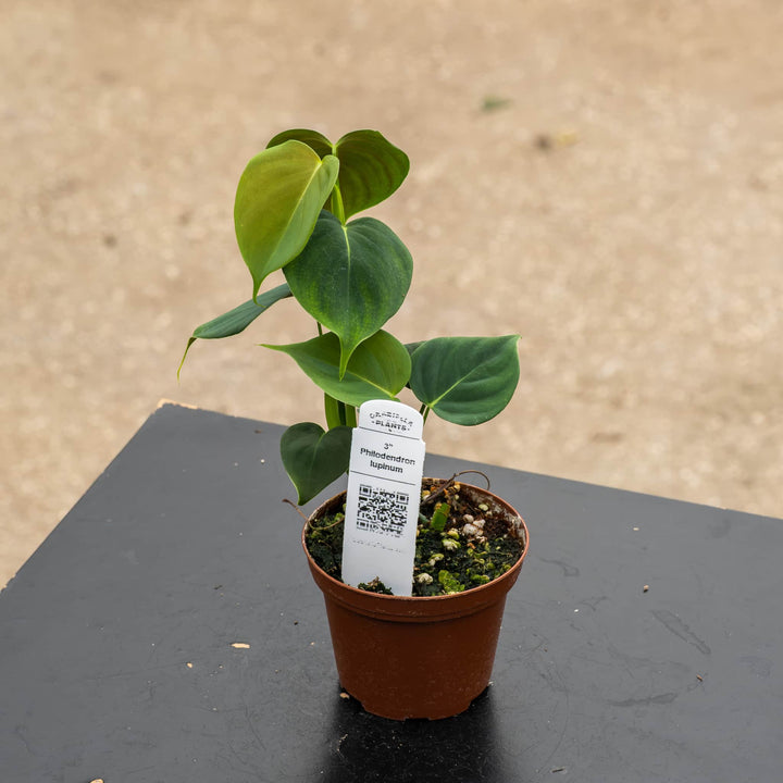 Gabriella Plants Philodendron 3" Philodendron lupinum