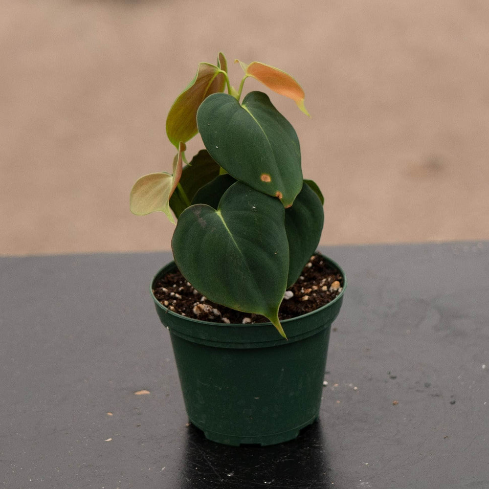 Gabriella Plants Philodendron 3" Philodendron lupinum