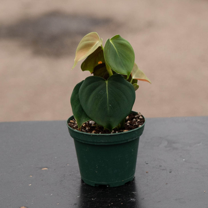 Gabriella Plants Philodendron 3" Philodendron lupinum