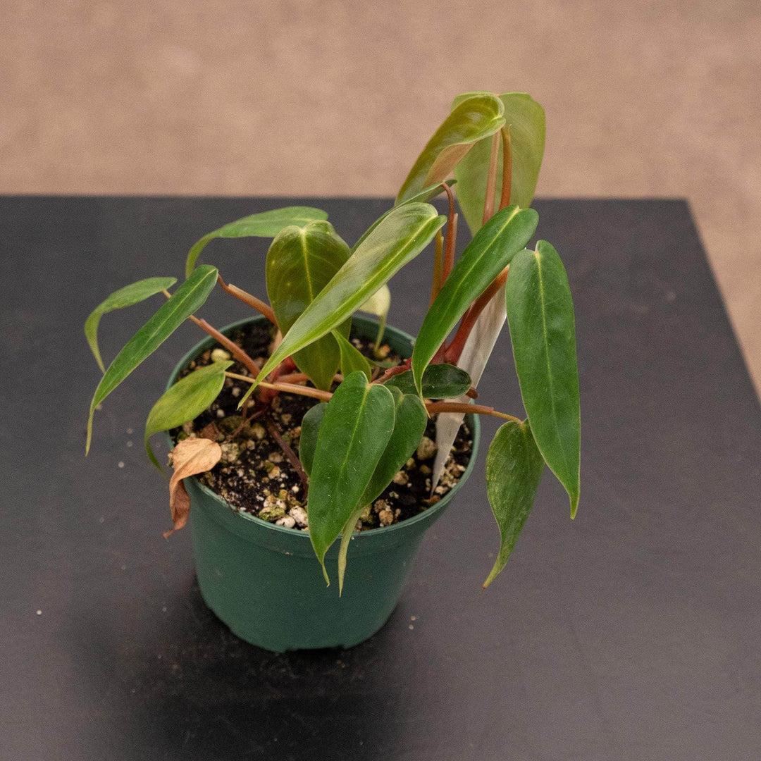 philodendron delage mm17 Philodendron magnum
