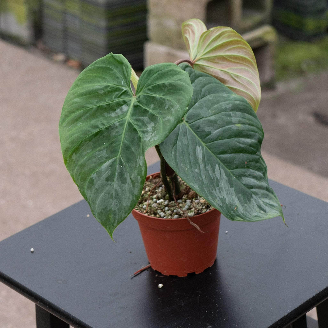 Philodendron ‘Majestic’ - Gabriella Plants