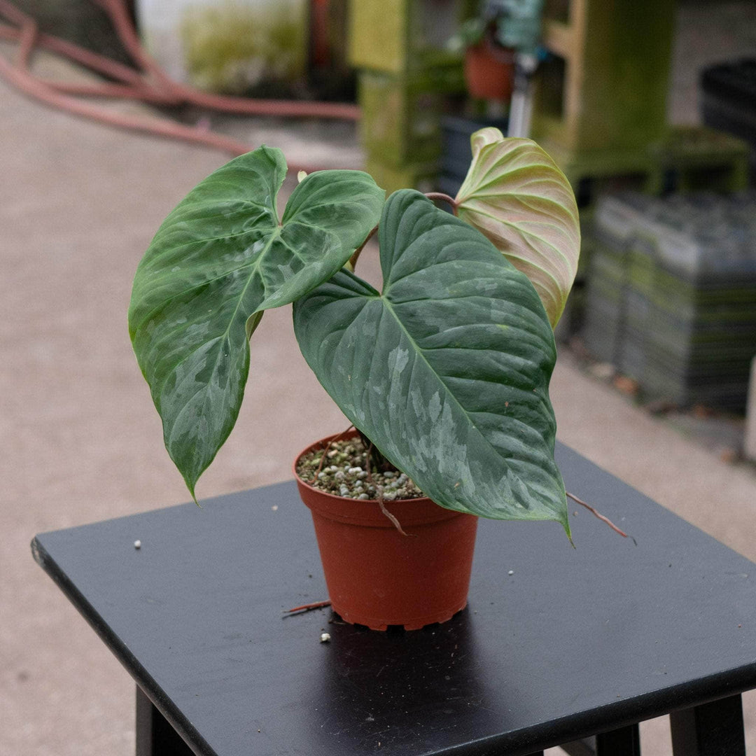 philodendron hybriden Philodendron ‘Majestic’