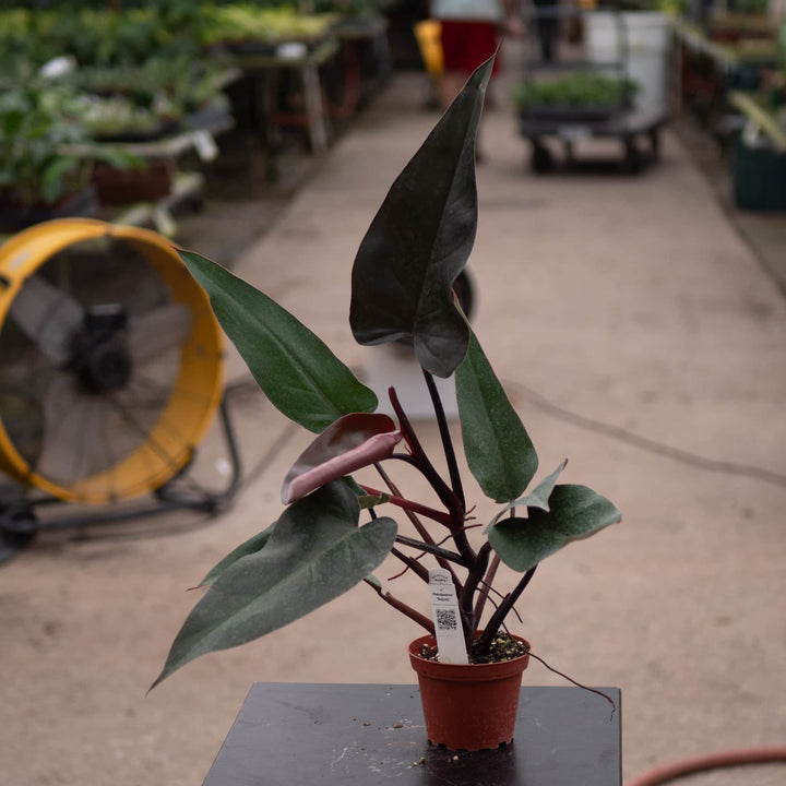 Gabriella Plants Philodendron Philodendron 'Majesty'