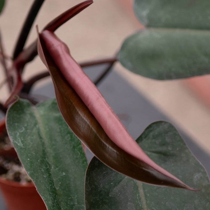 Gabriella Plants Philodendron Philodendron 'Majesty'