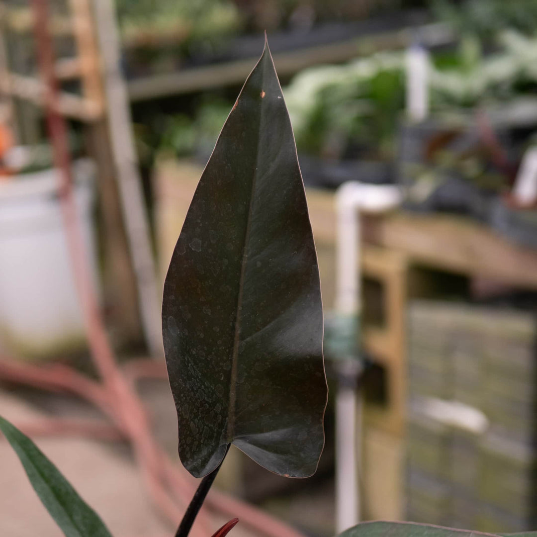 Gabriella Plants Philodendron Philodendron 'Majesty'