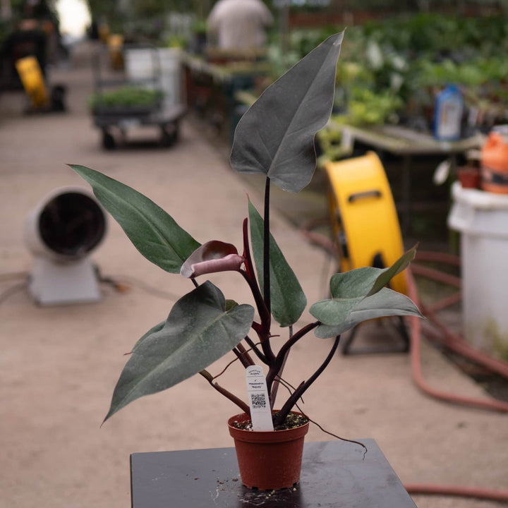 Gabriella Plants Philodendron Philodendron 'Majesty'