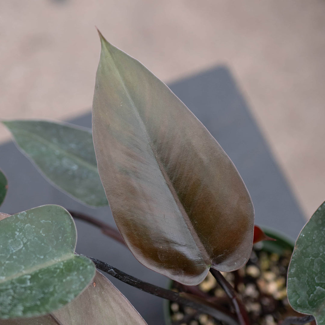 philodendron majesty for sale Philodendron 'Majesty'