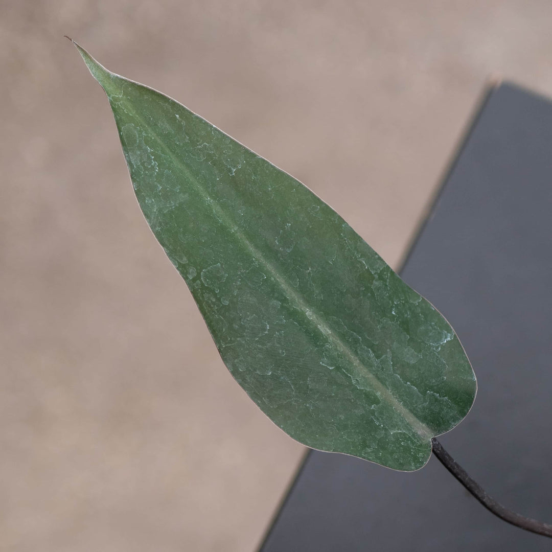 Gabriella Plants Philodendron Philodendron 'Majesty'