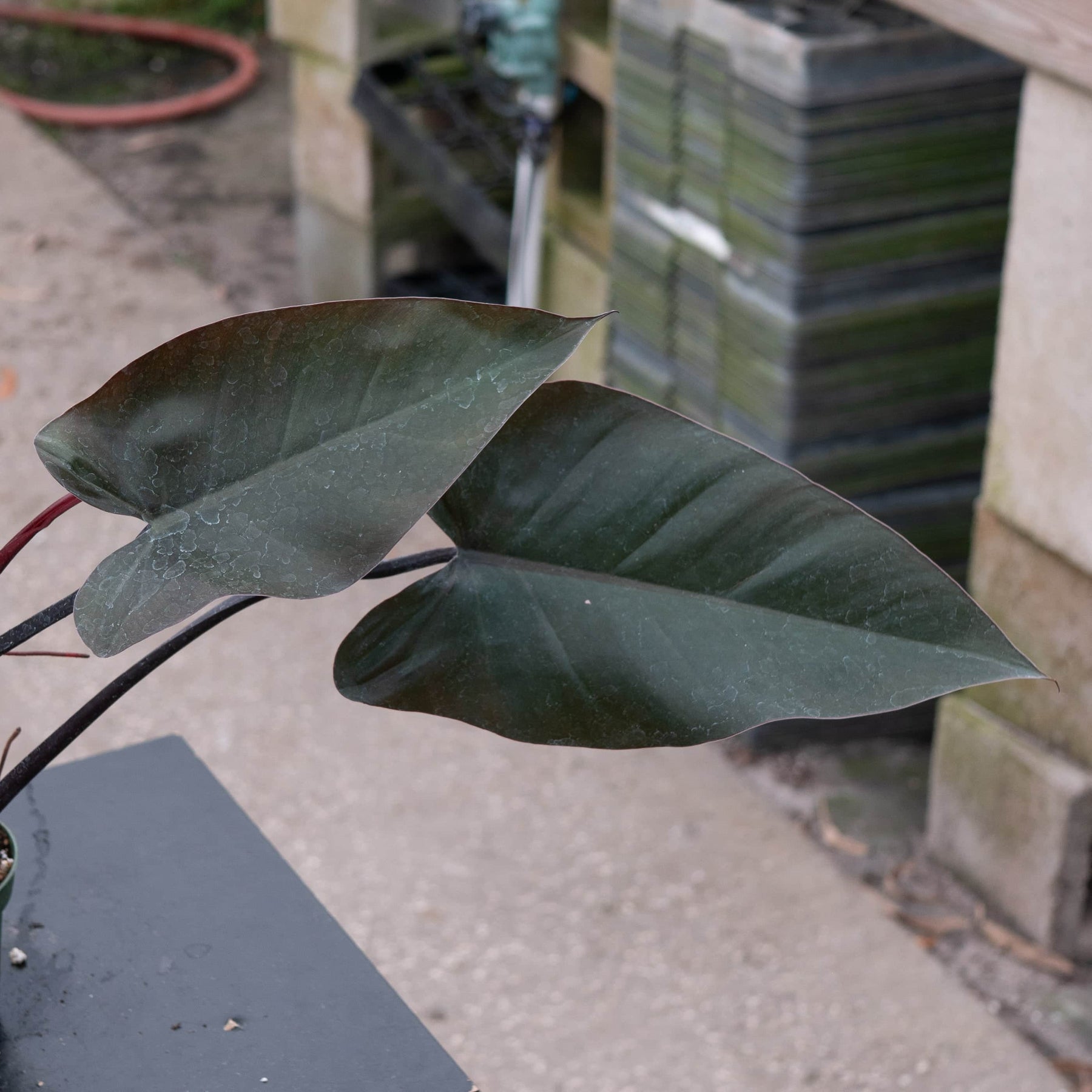 black majesty philodendron care Philodendron 'Majesty'