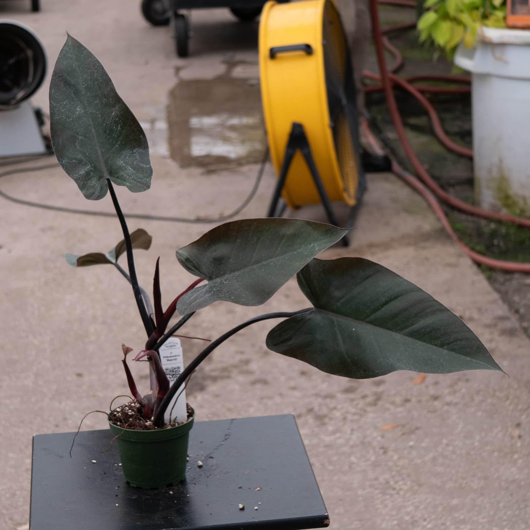 philodendron majesty for sale Philodendron 'Majesty'