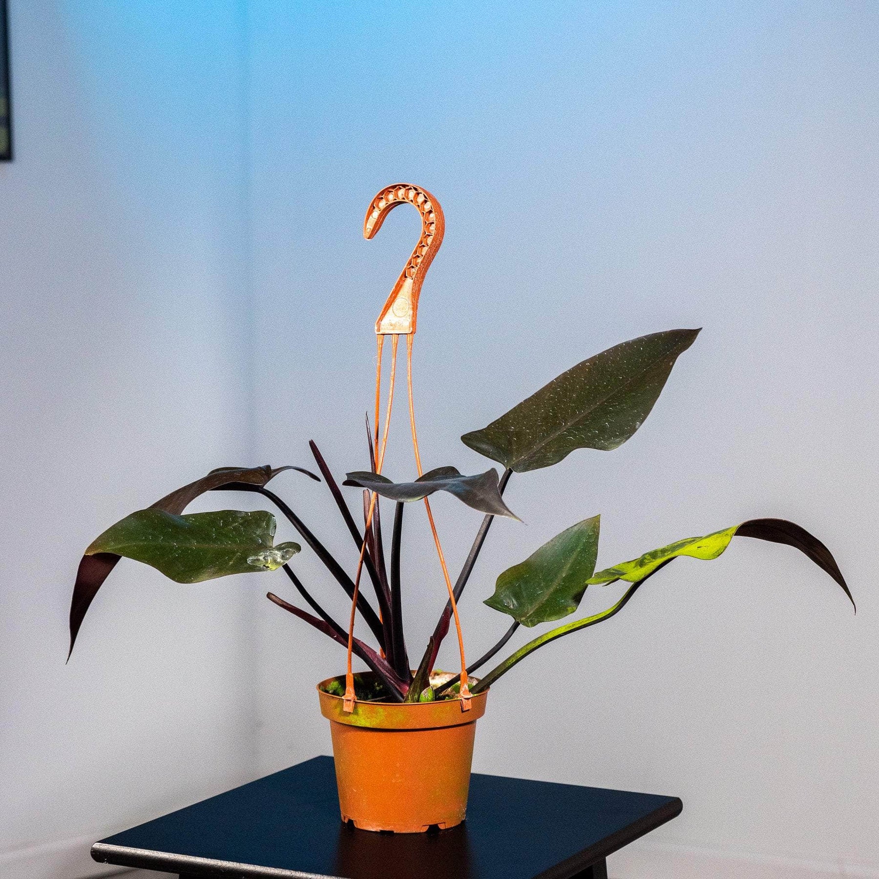 green majesty philodendron Philodendron 'Majesty'