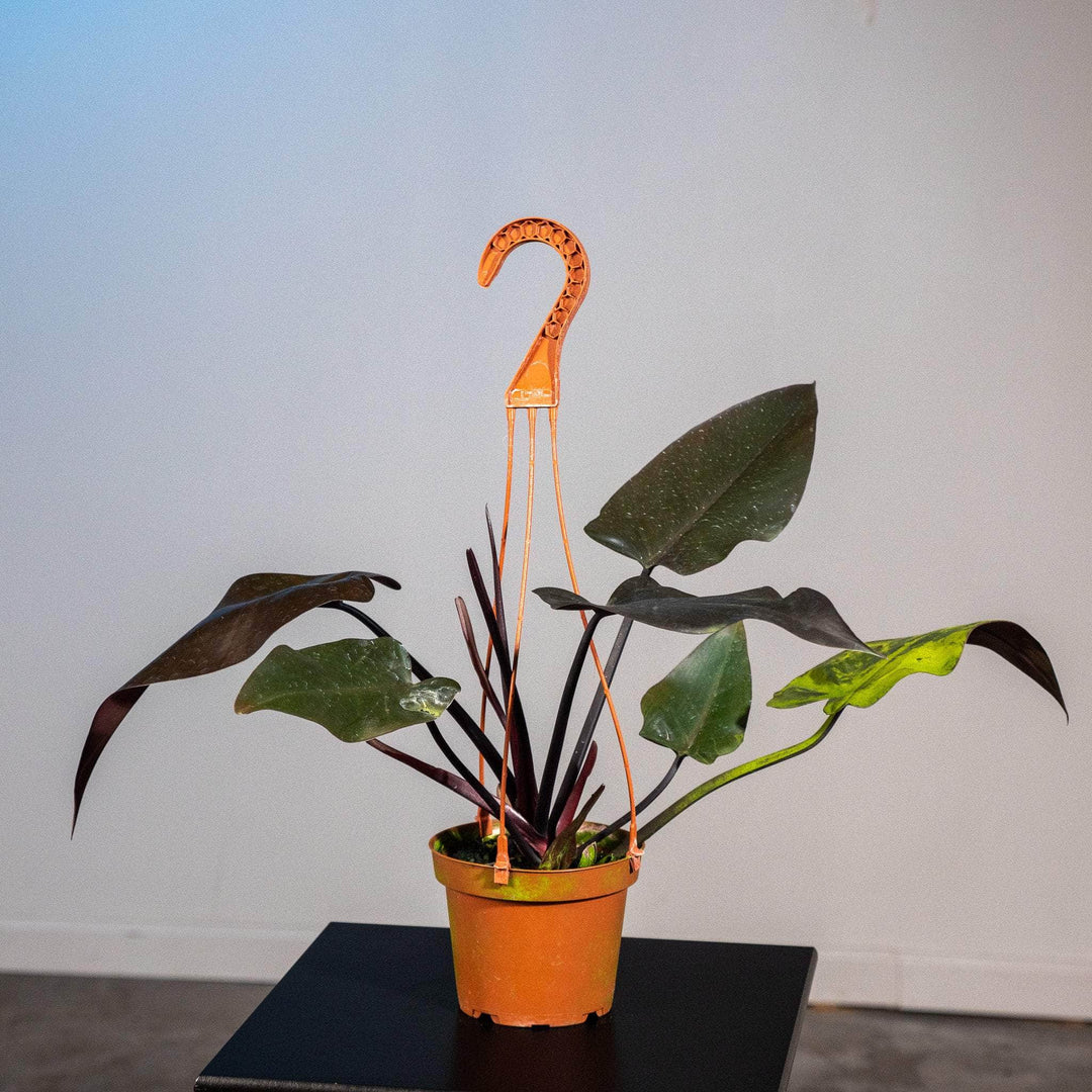 philodendron bird safe Philodendron 'Majesty'