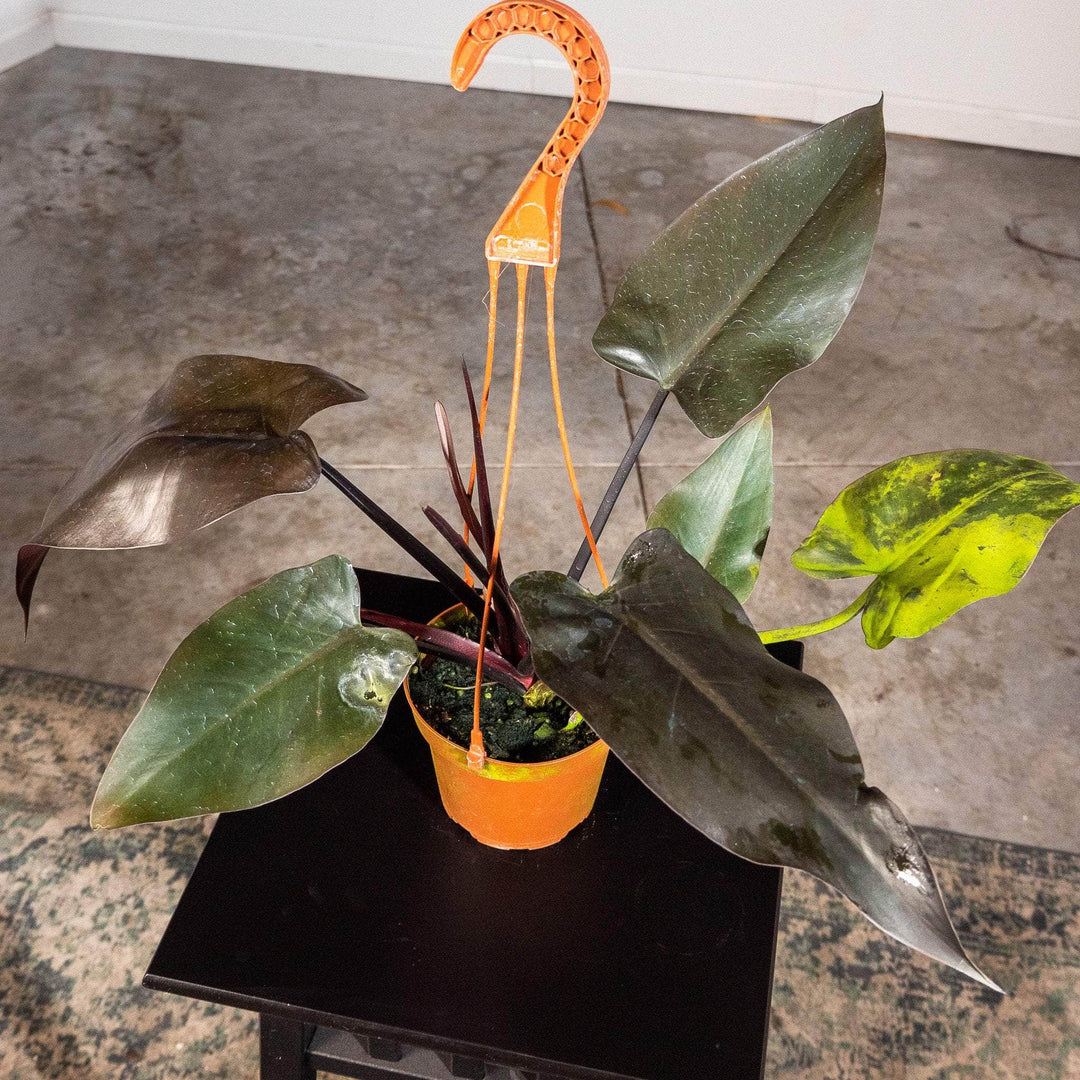 black majesty philodendron Philodendron 'Majesty'
