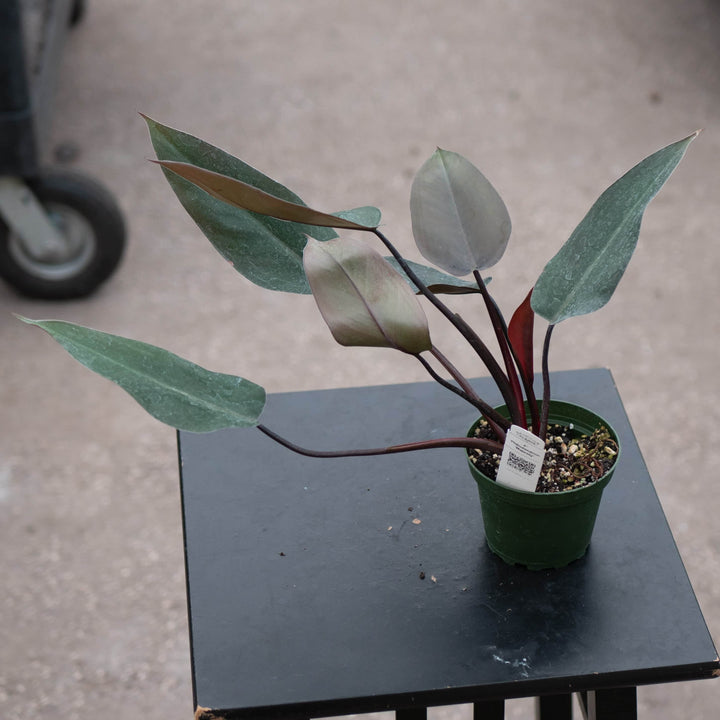 Gabriella Plants Philodendron 4" Philodendron 'Majesty'