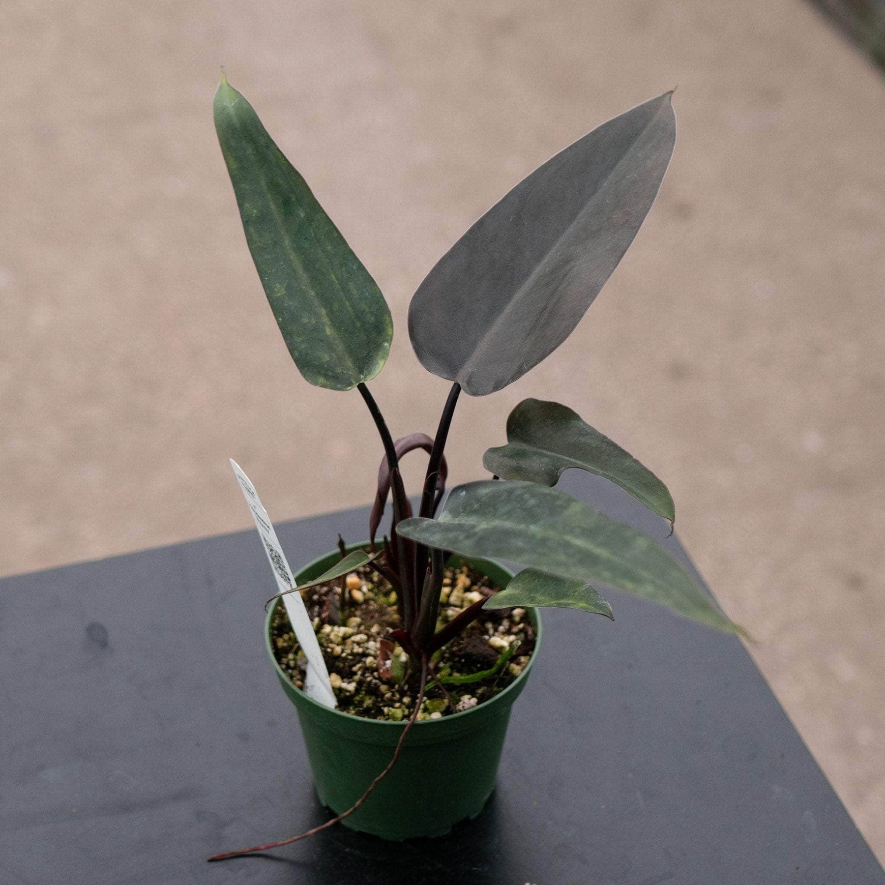 Philodendron 'Majesty' - Gabriella Plants