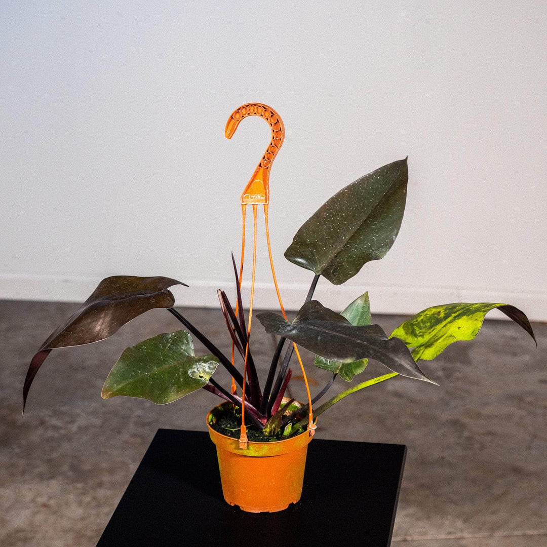 philodendron majesty for sale Philodendron 'Majesty'