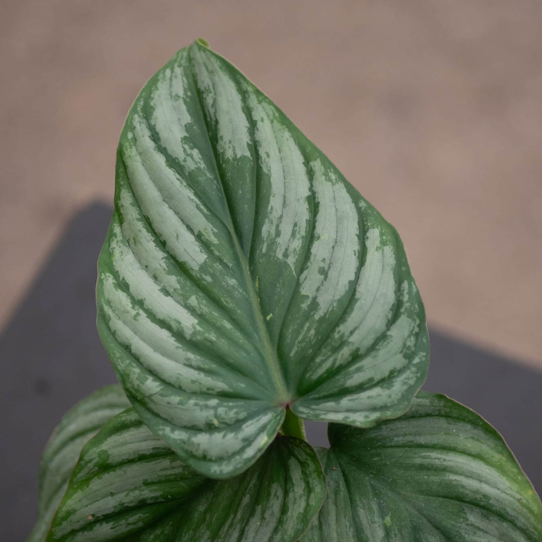 philodendron marmorata Philodendron mamei 'Silver'