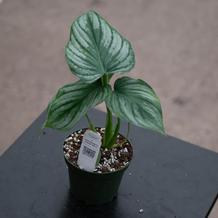 Gabriella Plants Philodendron 4" Philodendron mamei 'Silver'