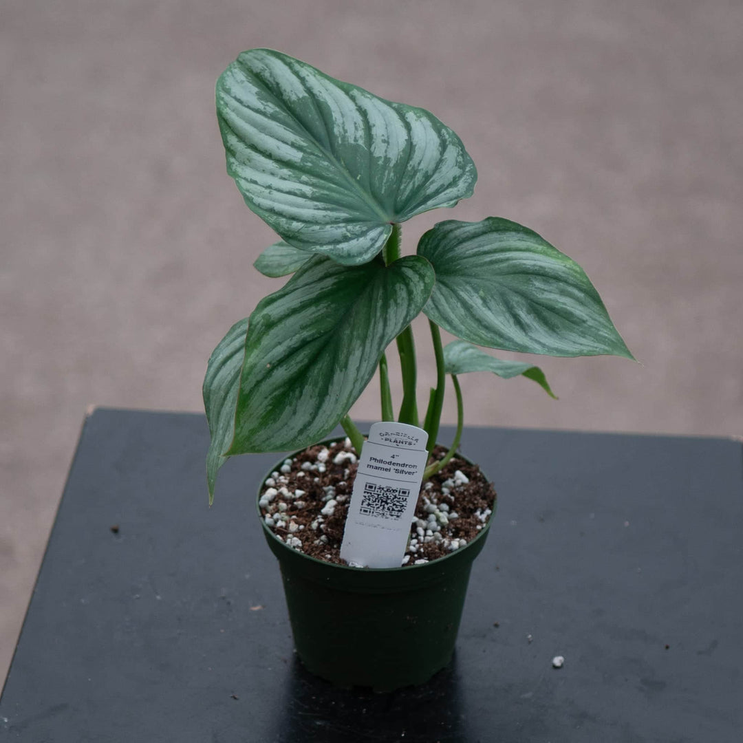 philodendron mamei green Philodendron mamei 'Silver'