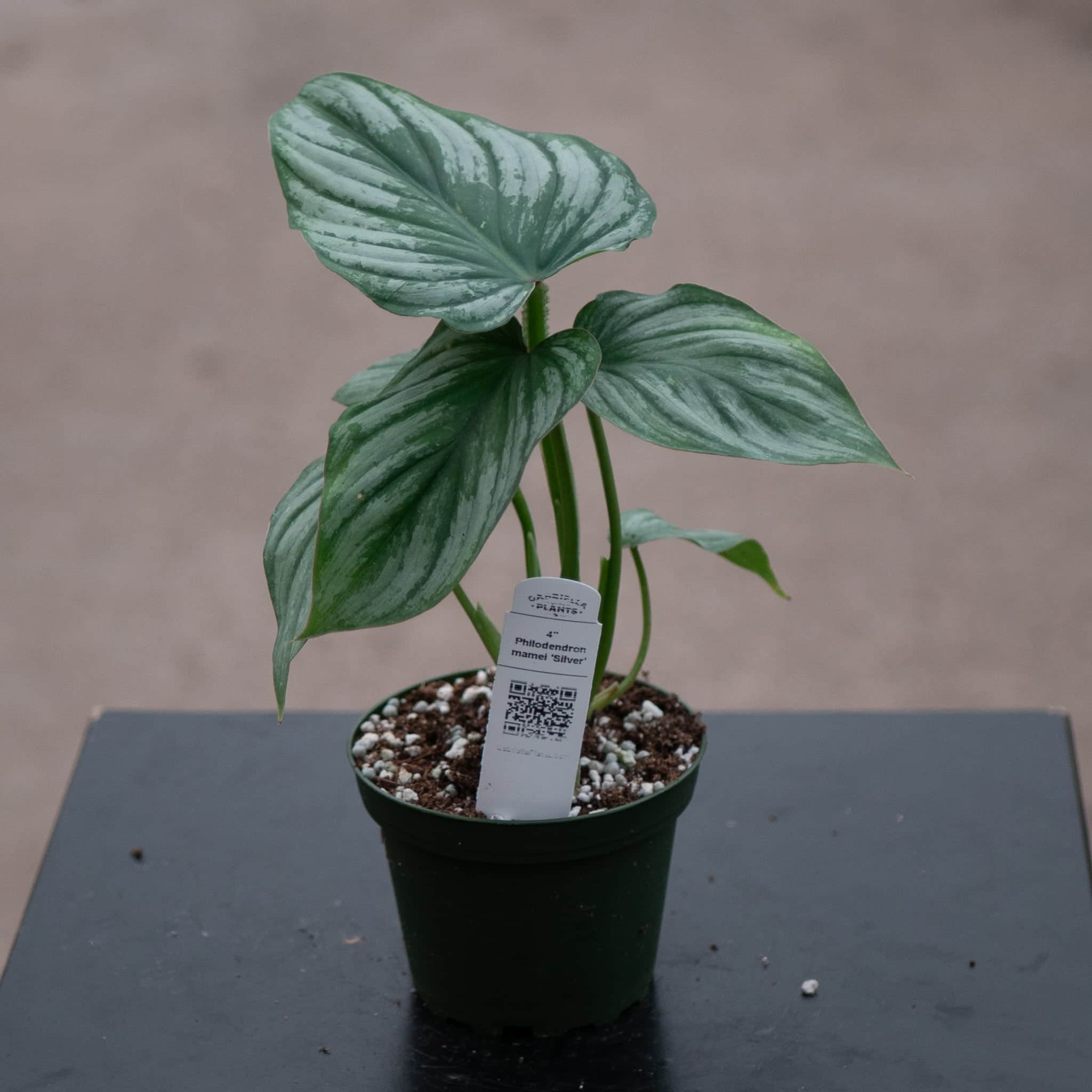 philodendron mamei juvenile Philodendron mamei 'Silver'