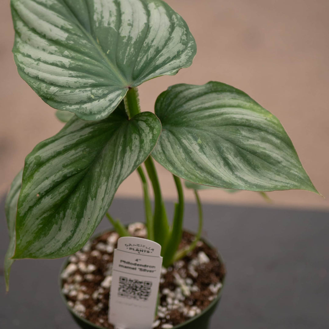 Gabriella Plants Philodendron 4" Philodendron mamei 'Silver'