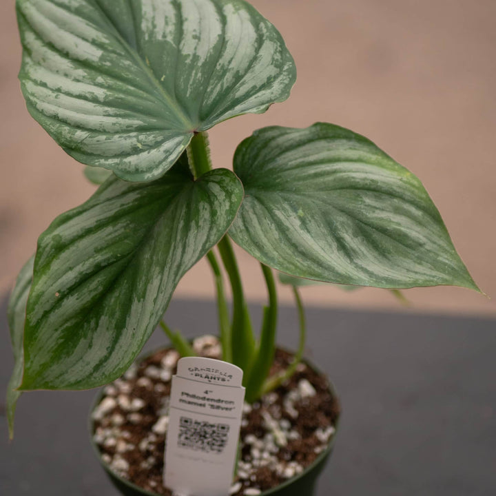 Gabriella Plants Philodendron 4" Philodendron mamei 'Silver'