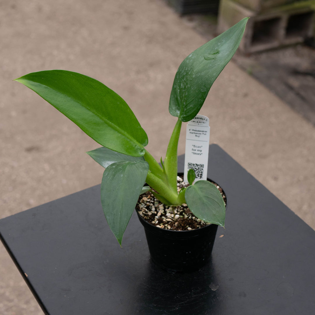 Gabriella Plants Philodendron 4" Philodendron martianum 'Fat Boy'
