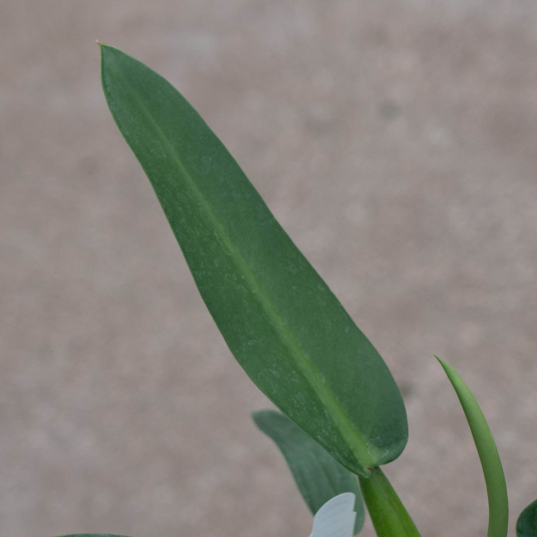 Gabriella Plants Philodendron 4" Philodendron martianum &