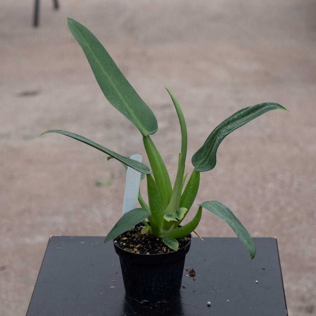 Gabriella Plants Philodendron 4" Philodendron martianum 'Fat Boy'