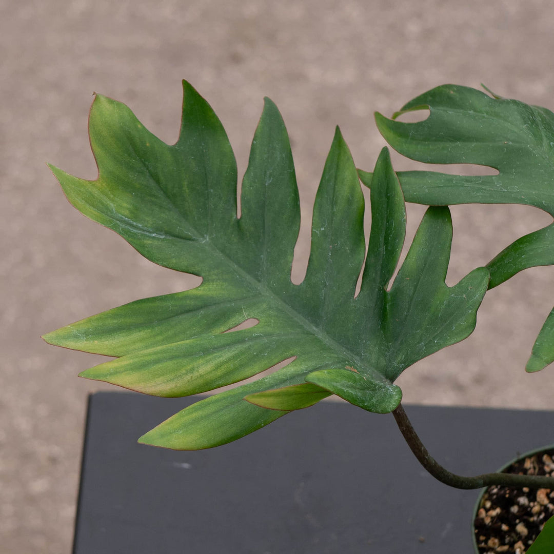 philodendron tahiti care Philodendron mayoi
