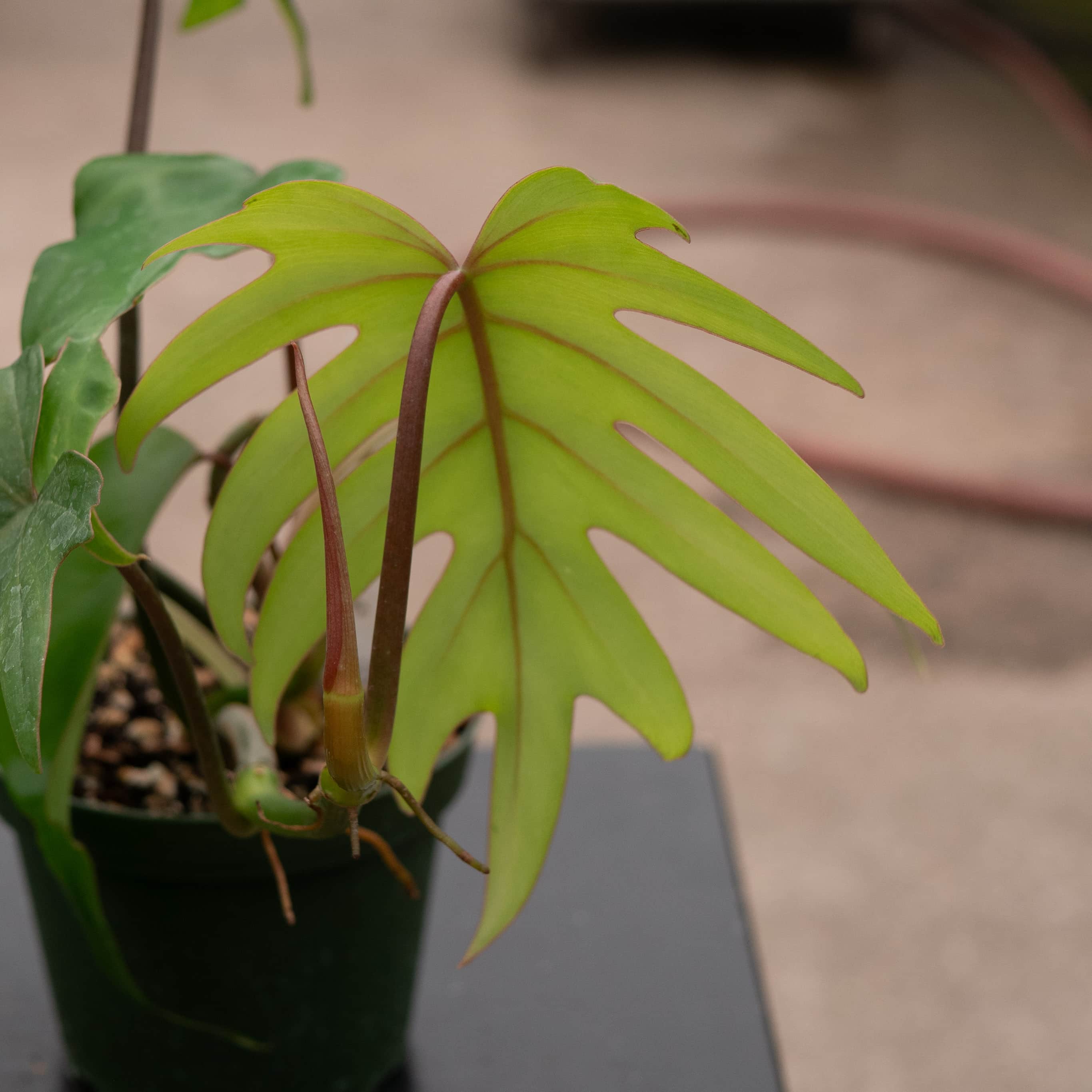 Gabriella Plants Philodendron mayoi - Thumbnail 4