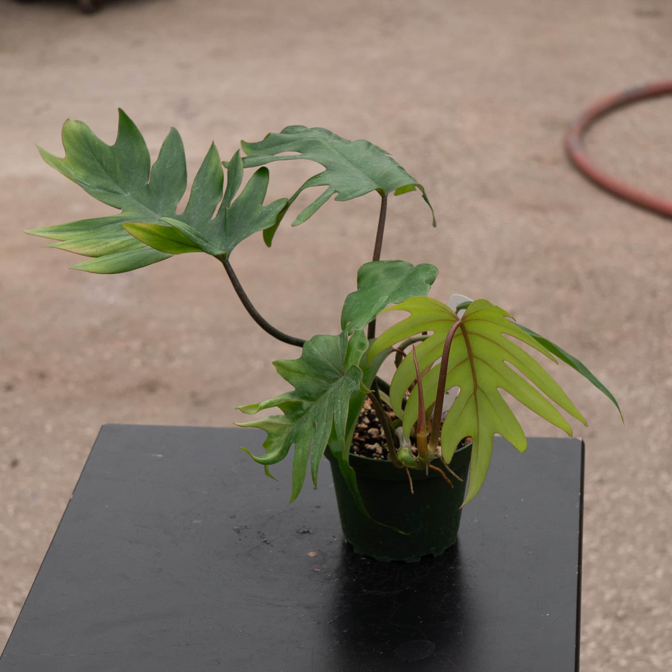 Gabriella Plants Philodendron mayoi